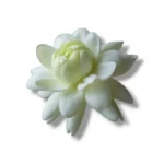 زيت عطري رائحة الفل 10 مل