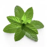 زيت عطري رائحة النعناع 10 مل