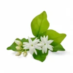 زيت عطري رائحة الياسمين 10 مل
