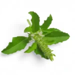 زيت عطري رائحة الريحان 10 مل