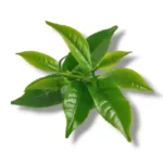 زيت عطري رائحة الشاي الأخضر 10 مل