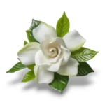 زيت عطري رائحة الغاردينيا 10 مل