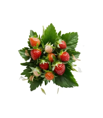 زيت عطري رائحة الفراولة البرية
