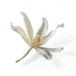 زيت عطري رائحة زهرة الفانيلا